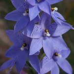 purpleflowers01 150