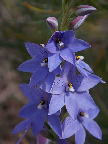 purpleflowers01 350